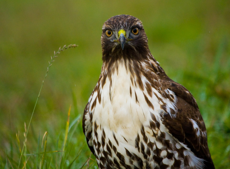 Red-Tailed Hawk